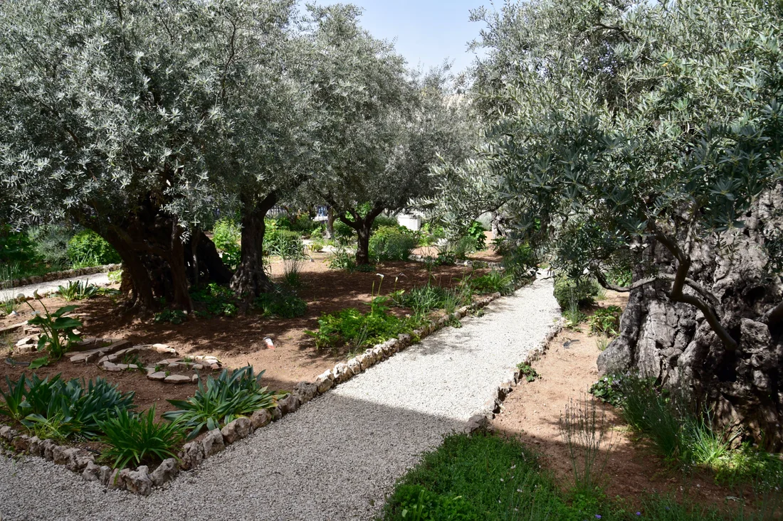 Olivos en el huerto de Getsemaní, en Jerusalén